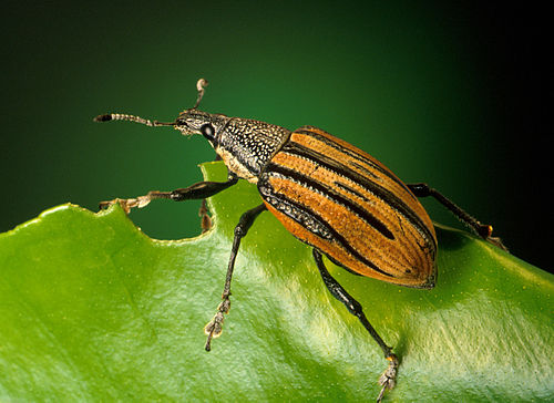 Diaprepes abbreviatus